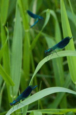 Çimenlerin üzerinde üç mavi yusufçuk (Calopteryx görkemi)