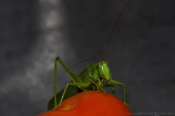 Meadow Grasshopper Red Tomato — Stock Photo, Image