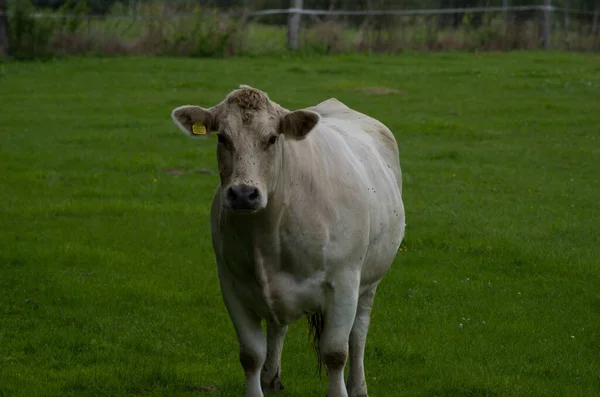 Выпас Коров Зеленом Поле — стоковое фото
