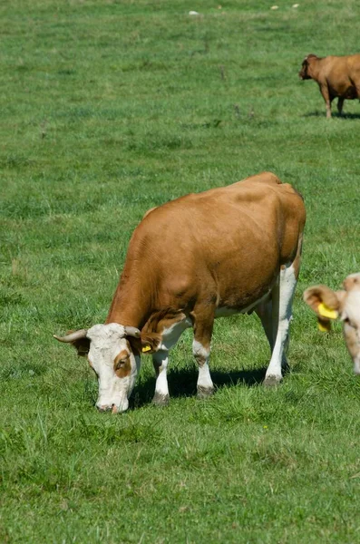 Betande Kor Ett Grönt Fält — Stockfoto