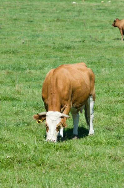 Betande Kor Ett Grönt Fält — Stockfoto