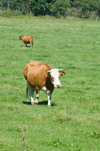 在绿地上放牛 — 图库照片