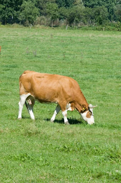 Pasoucí Krávy Zeleném Poli — Stock fotografie