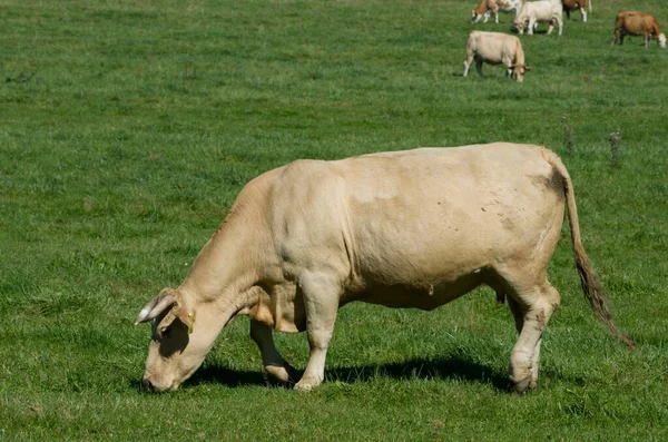 緑の畑で牛を放牧し — ストック写真