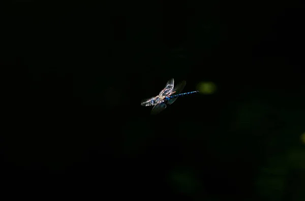 Libellula Che Vola Sopra Superficie Dell Acqua — Foto Stock