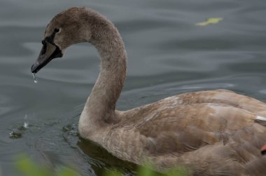 Cygnus olor, göldeki kuğu yavrusuyla birlikte