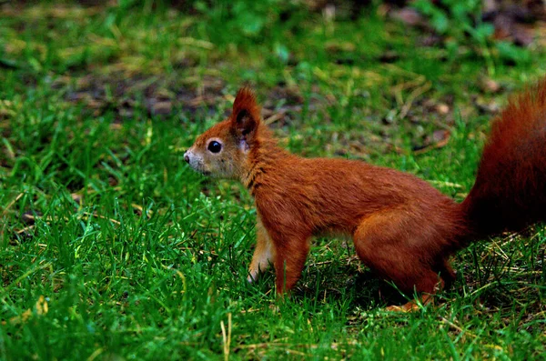 Sciurus Vulgaris Rotes Eichhörnchen Das Sich Winter Ernährt — Stockfoto
