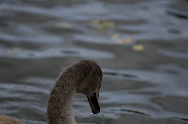 シグナスの色池の白鳥の若さ — ストック写真