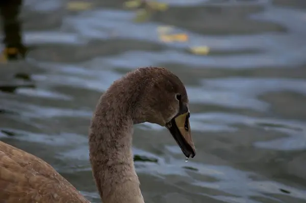 Cygnus Olor Zwaan Vijver Met Zijn Jongen — Stockfoto