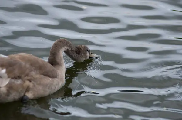 Cygnus Olor Cigno Sullo Stagno Con Suoi Giovani — Foto Stock