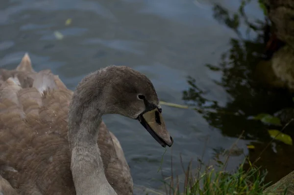 Cygnus Olor Schwan Auf Dem Teich Mit Seinen Jungen — Stockfoto