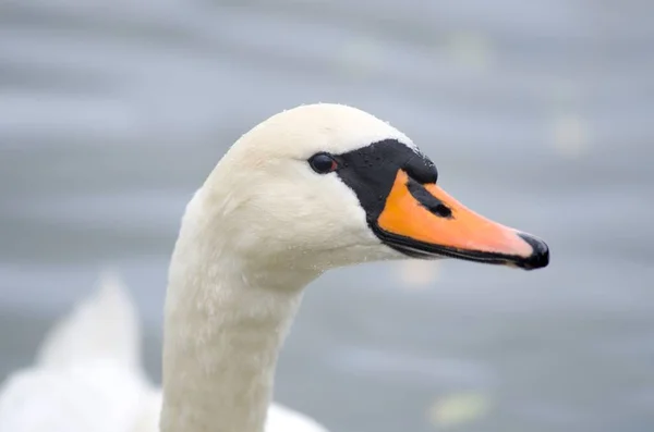 Cygnus Olor Zwaan Vijver Met Zijn Jongen — Stockfoto