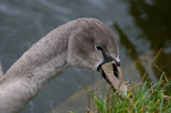 Cygnus Olor Cisne Estanque Con Sus Jóvenes —  Fotos de Stock