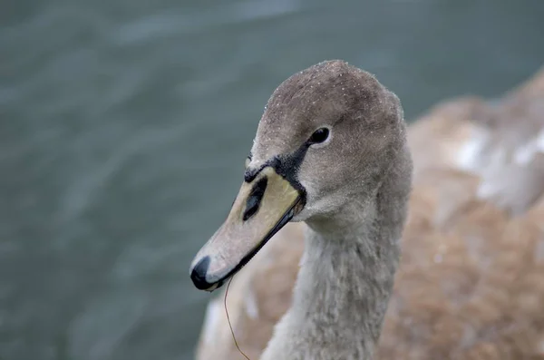 Cygnus Olor Cisne Lago Com Seus Filhotes — Fotografia de Stock