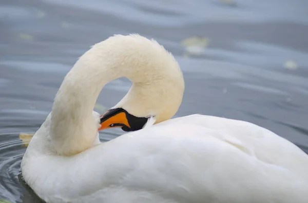 Cygnus Olor Cisne Lago Com Seus Filhotes — Fotografia de Stock