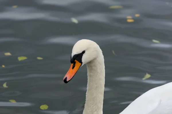 Cygnus Olor Cisne Lago Com Seus Filhotes — Fotografia de Stock