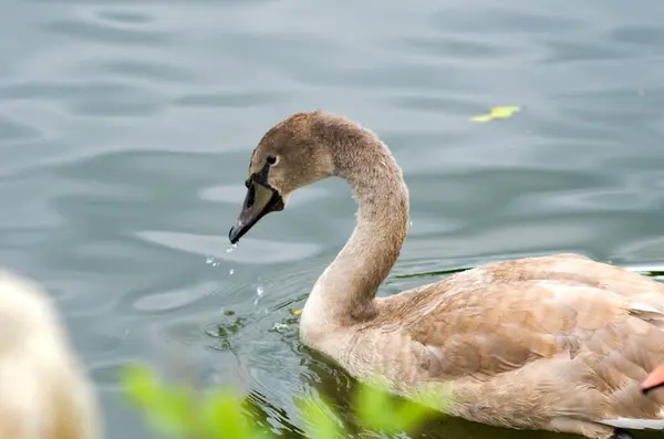 Cygnus Olor Cisne Estanque Con Sus Jóvenes —  Fotos de Stock