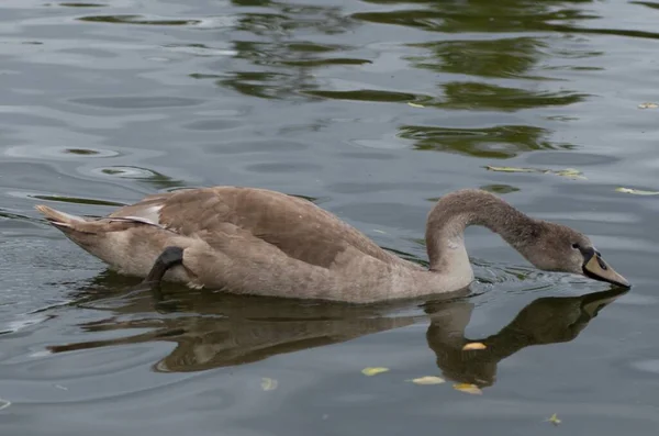 Cygnus Olor Svan Dammen Med Sina Unga — Stockfoto