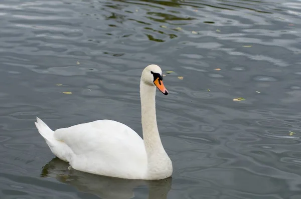 シグナスの色池の白鳥の若さ — ストック写真