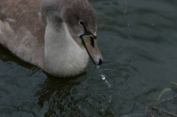 Cygnus Olor Cisne Estanque Con Sus Jóvenes —  Fotos de Stock