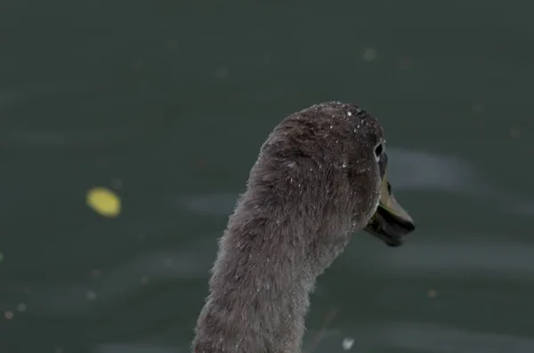 Cygnus Olor Cygne Sur Étang Avec Ses Petits — Photo