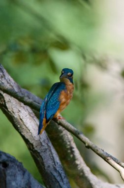 Alcedo avını bulmak için pusuya yatar.