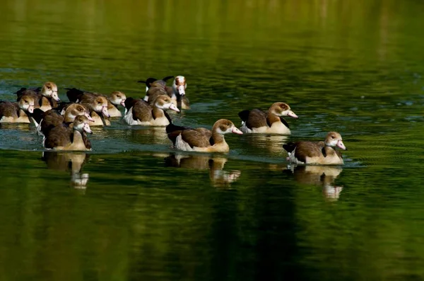 domestic water birds on the surface of the pond