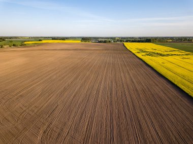 drone görüntü. güneşli bahar günü içinde tecavüz tohum ekili alanlar ile havadan görünümü kırsal alan. Letonya