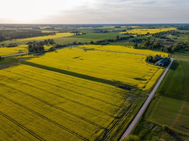 drone görüntü. güneşli bahar günü içinde tecavüz tohum ekili alanlar ile havadan görünümü kırsal alan. Letonya