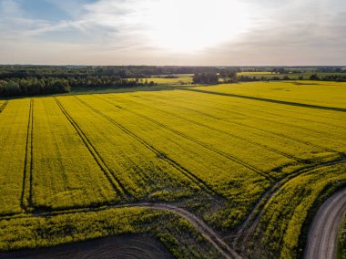 drone görüntü. güneşli bahar günü içinde tecavüz tohum ekili alanlar ile havadan görünümü kırsal alan. Letonya