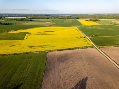 drone görüntü. güneşli bahar günü içinde tecavüz tohum ekili alanlar ile havadan görünümü kırsal alan. Letonya