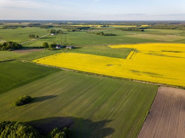 drone görüntü. güneşli bahar günü içinde tecavüz tohum ekili alanlar ile havadan görünümü kırsal alan. Letonya