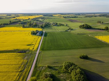drone görüntü. güneşli bahar günü içinde tecavüz tohum ekili alanlar ile havadan görünümü kırsal alan. Letonya