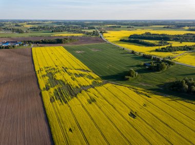 drone görüntü. güneşli bahar günü içinde tecavüz tohum ekili alanlar ile havadan görünümü kırsal alan. Letonya
