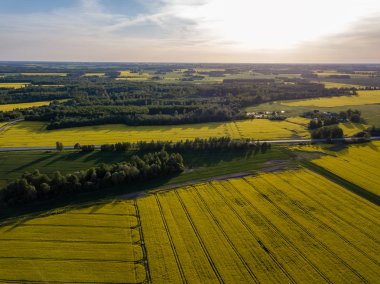 drone görüntü. güneşli bahar günü içinde tecavüz tohum ekili alanlar ile havadan görünümü kırsal alan. Letonya