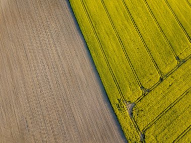 drone görüntü. güneşli bahar günü içinde tecavüz tohum ekili alanlar ile havadan görünümü kırsal alan. Letonya