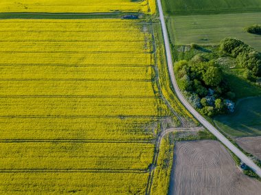 drone görüntü. güneşli bahar günü içinde tecavüz tohum ekili alanlar ile havadan görünümü kırsal alan. Letonya