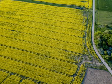 drone görüntü. güneşli bahar günü içinde tecavüz tohum ekili alanlar ile havadan görünümü kırsal alan. Letonya