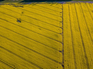 drone görüntü. güneşli bahar günü içinde tecavüz tohum ekili alanlar ile havadan görünümü kırsal alan. Letonya