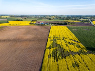 drone görüntü. güneşli bahar günü içinde tecavüz tohum ekili alanlar ile havadan görünümü kırsal alan. Letonya