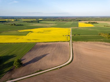 drone görüntü. güneşli bahar günü içinde tecavüz tohum ekili alanlar ile havadan görünümü kırsal alan. Letonya