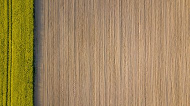 drone görüntü. güneşli bahar günü içinde tecavüz tohum ekili alanlar ile havadan görünümü kırsal alan. Letonya