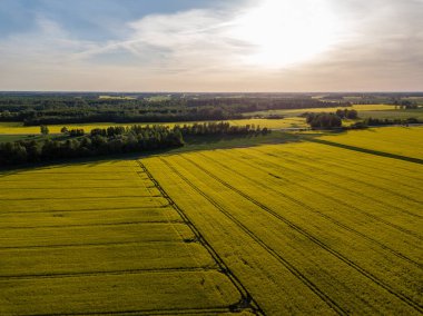 drone görüntü. güneşli bahar günü içinde tecavüz tohum ekili alanlar ile havadan görünümü kırsal alan. Letonya