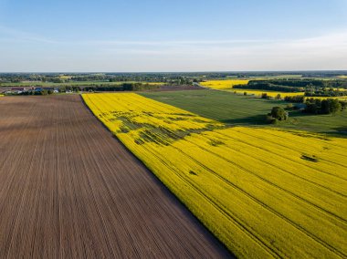 drone görüntü. güneşli bahar günü içinde tecavüz tohum ekili alanlar ile havadan görünümü kırsal alan. Letonya