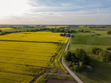 drone görüntü. güneşli bahar günü içinde tecavüz tohum ekili alanlar ile havadan görünümü kırsal alan. Letonya