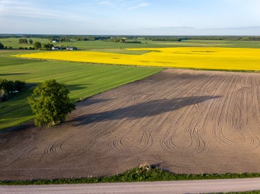drone görüntü. güneşli bahar günü içinde tecavüz tohum ekili alanlar ile havadan görünümü kırsal alan. Letonya