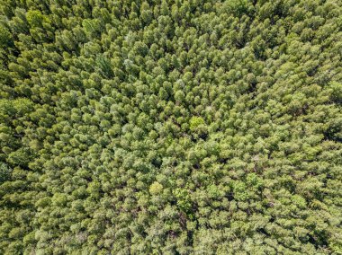 Drone görüntü. alanları ve bulutlu bahar günü ormanlarda kırsal alan hava görünümünü. Letonya