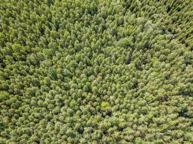 Drone görüntü. alanları ve bulutlu bahar günü ormanlarda kırsal alan hava görünümünü. Letonya