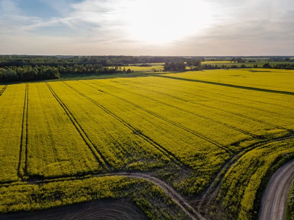 drone görüntü. güneşli bahar günü içinde tecavüz tohum ekili alanlar ile havadan görünümü kırsal alan. Letonya