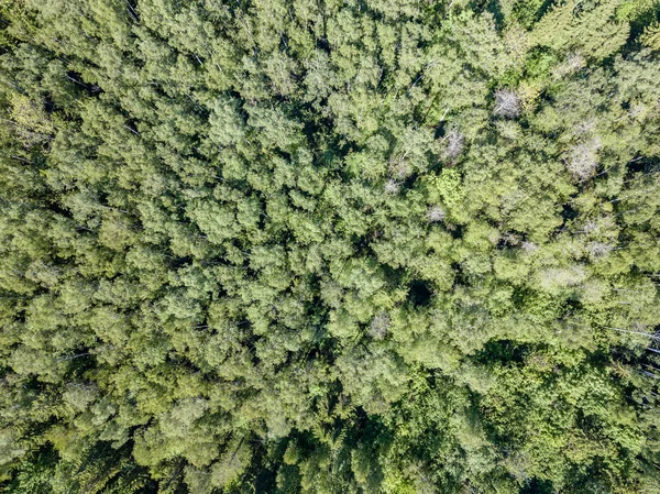 Imagem Drone Vista Aérea Área Rural Com Campos Florestas Dia — Fotografia de Stock